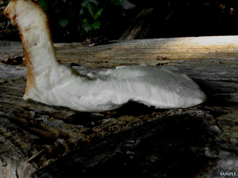 Polyporus tuberaster